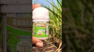 gibberellic acid uses🌾 plant growth hormone PGR farming agriculture pgr sugercane [upl. by Kragh]