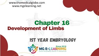 Chapter 16 Development of Limbs Embryology [upl. by Ayekan]