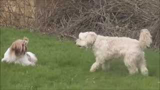 2014  IPSO  Chiot SHIH TZU 8 mois et Tchouki 8 ans Labrit des Pyrénées [upl. by Evilo45]