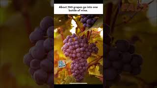 Did you know it takes 700 grapes to fill a bottle of wine funfacts winewithryan didyouknow vine [upl. by Zischke]