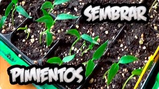 Como Sembrar Pimientos Germinar En 7 Dias Muy Facil El Semillero  La Huertina De Toni [upl. by Carrick]