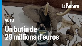 Tigres éléphants plus de 1000 animaux empaillés saisis par la garde civile en Espagne [upl. by Ardnassac]