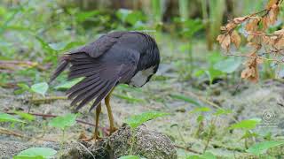 Elegant Waterhen Preening and Shaking Feathers birds wildlife nature [upl. by Akiram]