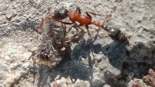 Ant Attack  Ant Attack On Plants  Siafu Ants Eating Humans  Harvester Ant Nest  Driver ants [upl. by Araccat]