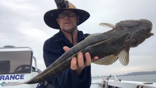 Fishing for Jewfish and Flathead Lake Macquarie [upl. by Zwiebel]