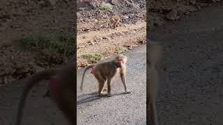 How fast can a baboon run 🐒🍌 baboon2wild youtube4animal baboon monkey wildanimals wildlife [upl. by Torras300]