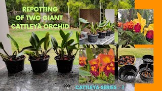 Repotting of Two Giant Cattleya Orchid [upl. by Tsenre]