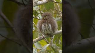 Guatemalan Pygmy Owl shorts [upl. by Donella]