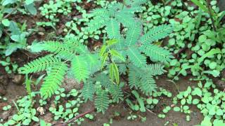 Life Saving Medicinal Plants from Pankaj Oudhias Medicinal Plant Database8396 [upl. by Ahsemad]