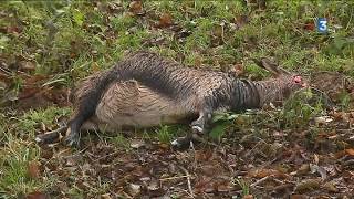 Un troupeau dagrément attaqué par des chiens à Theizé dans le Rhône [upl. by Glimp]