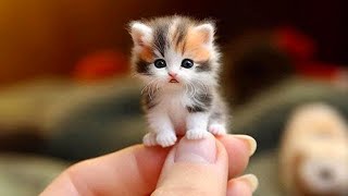 Funny cats here 😊 10 Minutes of adorable Kittens for a good mood [upl. by Moriarty]