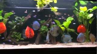 Discus 620L Aquarium Tank  Acvariu Discus 620 L 1080P [upl. by Penelope744]