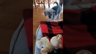 Dogs reaction meeting a toy dog [upl. by Sallyann]