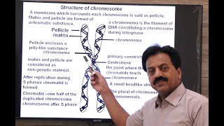 Inter  Chapter 6  Chromosomes and DNA  Part 11  Structure of chromosome  Satellite chromosomes [upl. by Ennovehc]