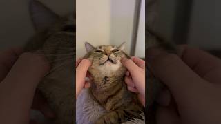 My bf amp I were admiring the cuteness of Jazzy 😂 cats cat catvideos funnyanimals [upl. by Assyram]