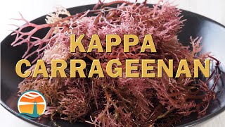 Kappa Carrageenan  The Natural Thickener Stabilizer amp Gelling Agent [upl. by Kerge]