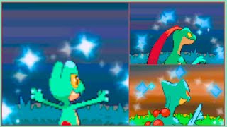 Live Shiny Treecko After 6693 SRs in Pokemon SoulSilver  EVOs [upl. by Coulson]