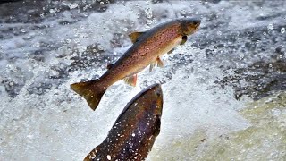 SALMONE SALMON La pesca a spinning e a mosca [upl. by Nickola]