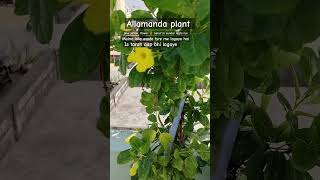 Allamanda plant 🙏🏻 Subscribe song bollywood like gardenning comment [upl. by Znerol]