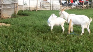 The Best Generation for Male saanen Goats  The Best Saanen Goat Generation on the Farm [upl. by Lokkin536]