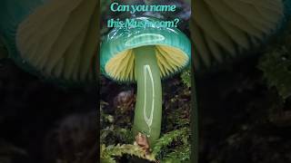 Can you name this Mushroom [upl. by Ferguson]