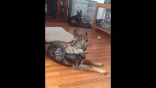 Hip Dysplasia German Shepherd Our Sadie [upl. by Maitland]