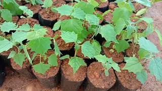 Gmelina arborea Gamhar seeds germination seedlings [upl. by Nywles]