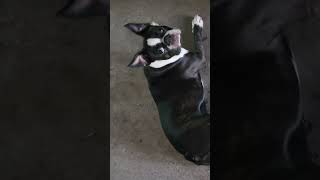 Boston Terrier Song [upl. by Iah]