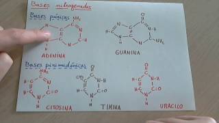 Bases nitrogenadas que son tipos y como se asocian en el ADN y ARN [upl. by Simonetta]