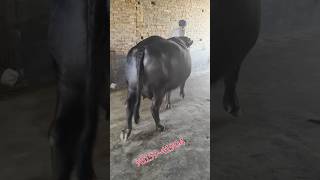 murrah buffalo sale in punjab jattanafarmer1 [upl. by Uis613]