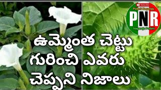 Ummetha Chettu upayogalu in teluguఉమ్మెత్త చెట్టు పూలు కాయలు వాటి ఉపయోగాలు ఉమ్మెత్త చెట్టు పువ్వ [upl. by Buck]