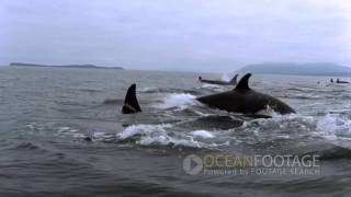 Ocean Footage Orcas in the wild [upl. by Hochman]