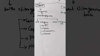 phospholipids lipids lecithin sphingomyelinlipidlipidmetabolism biochemistry shortsreels [upl. by Geminian]