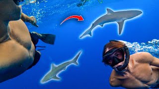 SHARK DIVING IN HAWAII [upl. by Ellennad]