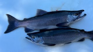 Late Season Kokanee meat quality Good or Bad [upl. by Polivy]