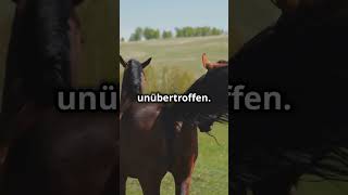 Faszinierende Fakten über Lipizzaner Die edlen Pferde factsofnature tiere animals [upl. by Down]