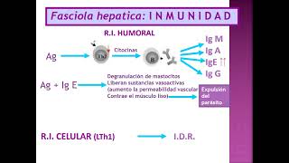 Fasciola hepatica [upl. by Naerol]