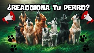 ¡Desafía a Tu Perro Perros Ladrando Fuerte – Reacción Increíble 🐾🔊 [upl. by Atteram676]