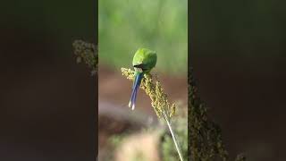 Plum Headed Parakeet female birds wildbirds birdwatching parrot [upl. by Atsahs]