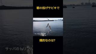 6月の朝の投げサビキ釣りで爆釣なのは？知多半島 サビキ釣り 知多半島 知多湾 [upl. by Arytal273]