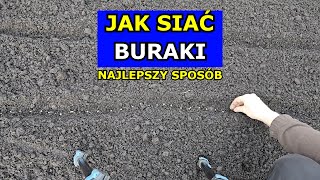 Siewy Buraków  Najlepszy Sposób Jak siać Burak ćwikłowy Krok po Kroku Sąsiedztwo Szkodniki Uprawa [upl. by Kauffmann]