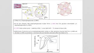 39B Myoglobin amp Hemoglobin in Action [upl. by Eimmat816]