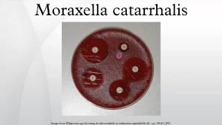 Moraxella catarrhalis [upl. by Sorci]