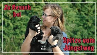 Zu Besuch bei Spitze vom Jüngstweg  Mittelspitzzucht  5 Wochen alte Welpe  Hundekanal [upl. by Ysirhc998]