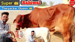 रानी थारपारकर और महारानी साहीवाल गाय 👍 Top 5 Cow and Heifers For Sale ✅ Karni Dairy Farm Talk 👌 cow [upl. by Lusty]