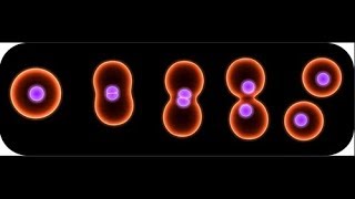 Binary fission in bacteria [upl. by Ellinej]