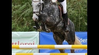 wwwsporthorsesonlinecom 2009 Hanoverian jumper gelding by Cassus SOLD [upl. by Lansing]