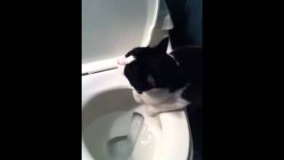 Dobby the toilet flushing cat entertains himself [upl. by Aisayt715]