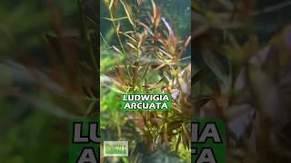 LUDWIGIA ARCUATA THIN NEEDLE LEAF AMAZING AQUARIUM PLANT FOR SALE [upl. by Jacquette]