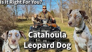 Catahoula Leopard Dog  Is It Right For You [upl. by Nerag]